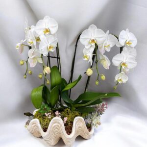 White Orchid
