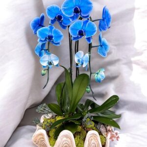 Blue orchid