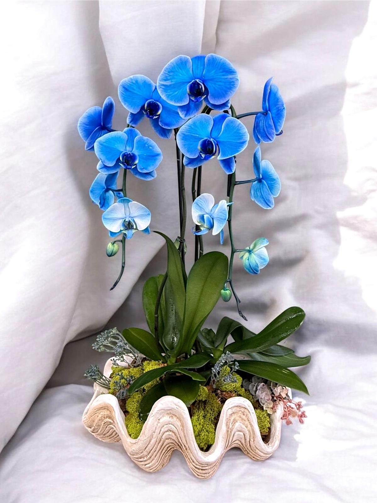 Blue orchid
